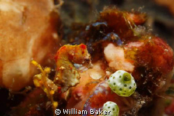 Pigmy-Seahorse
I have a shot with two in one but this is... by William Baker 